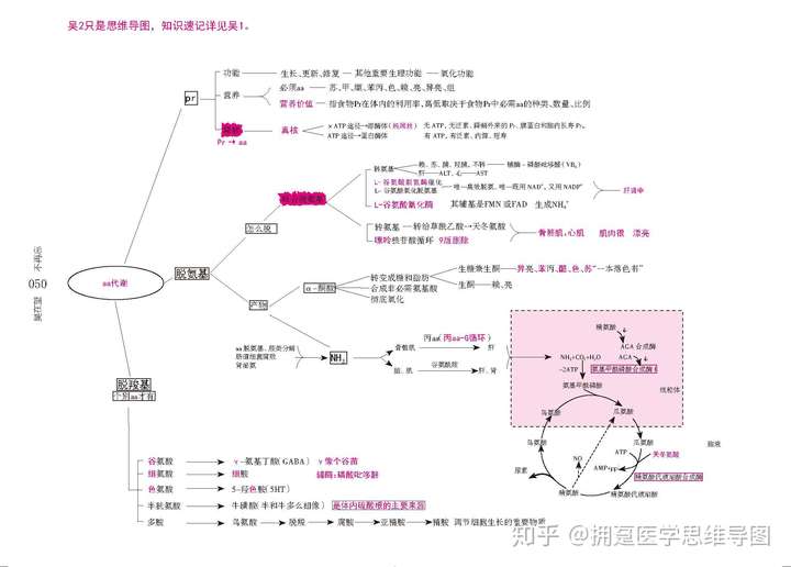 吴在望生化思维导图氨基酸代谢