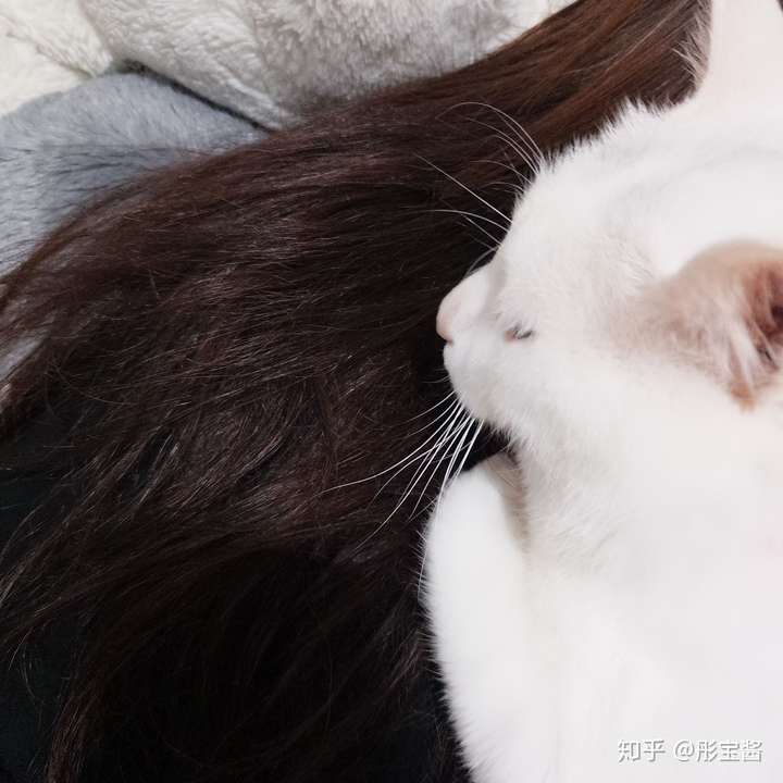 猫为什么喜欢趴在人身上?