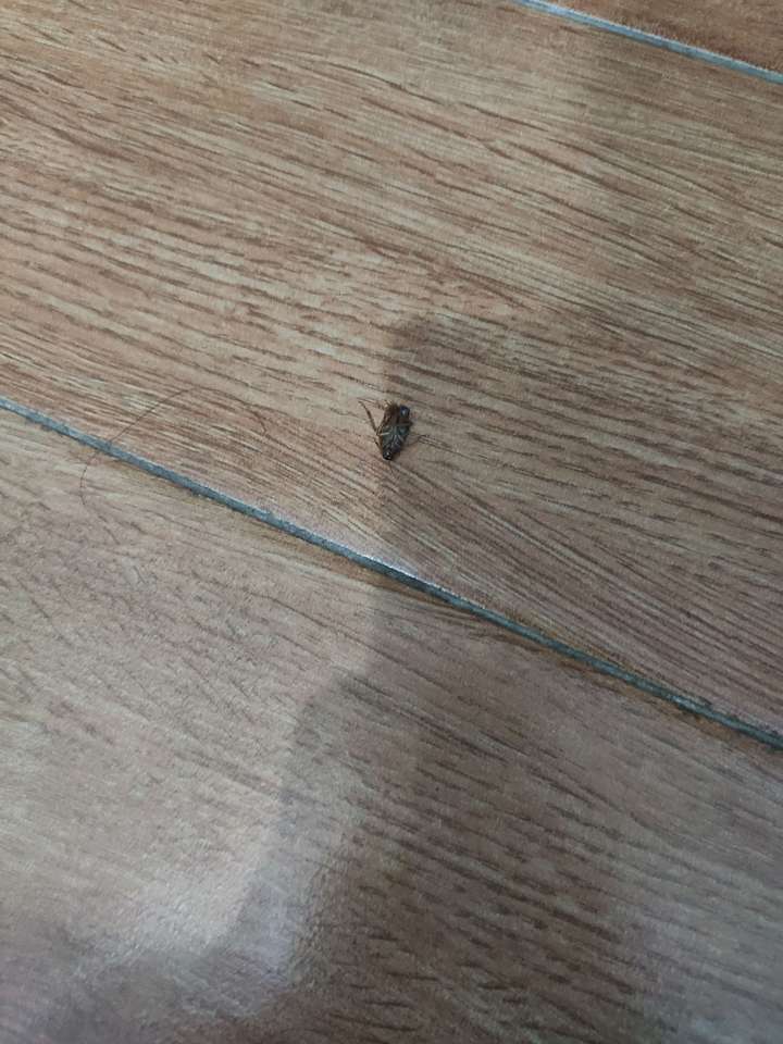 被蟑螂咬是一种什么体验?