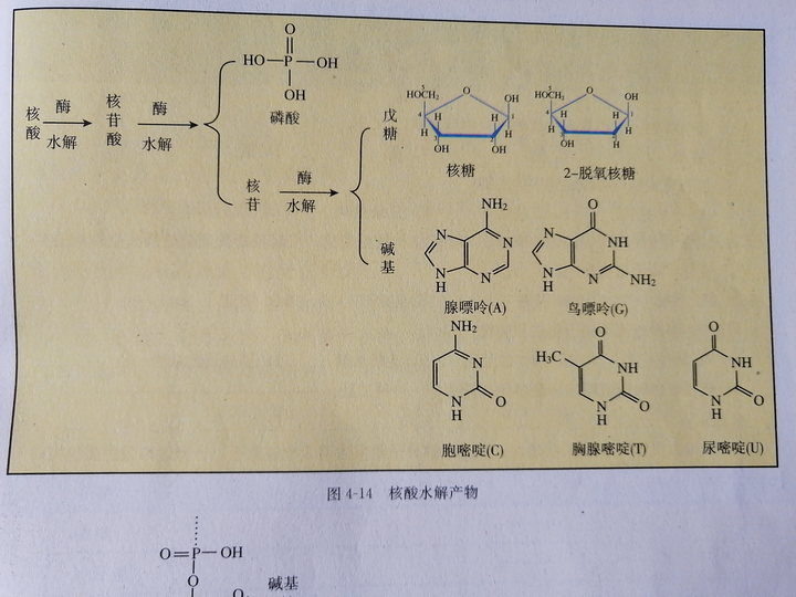 核糖脱氧核糖核糖核苷酸脱氧核糖核苷酸核糖核酸脱氧核糖核酸分别都是