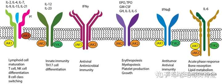 (janus kinase)是i型和ii型细胞因子受体胞内结构衔接的信号分子家族