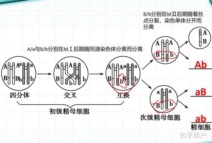 为什么如果考虑交叉互换,等位基因的分离就能发生在第