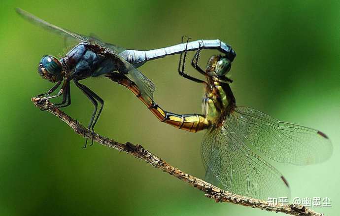 蜻蜓一生大致分为三个过程:卵期—稚虫期—成虫期 蜻蜓的发育过程