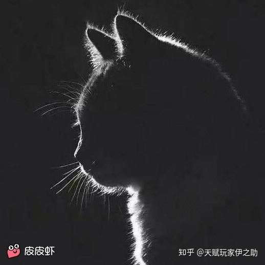 能给我一些高冷的猫的画做头像吗?