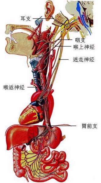 通过攻击迷走神经致死后,尸体变成白骨后是否依旧可查出死亡原因?