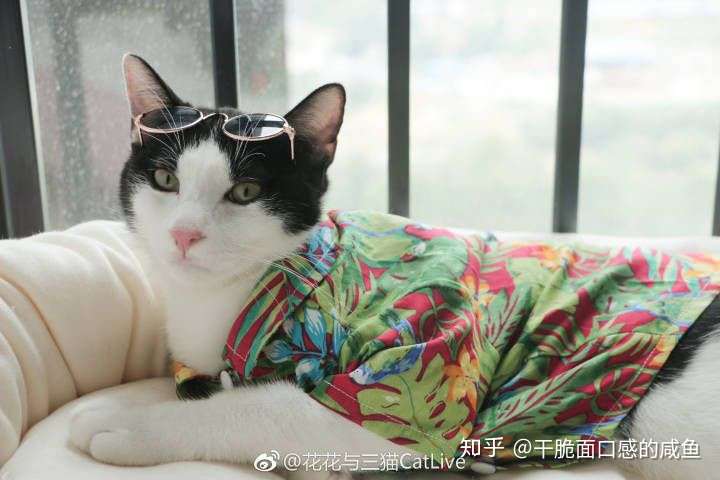 如何评价花花与三猫catlive?