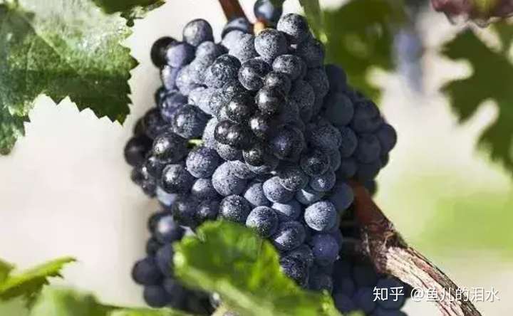 赤霞珠葡萄很好吗?