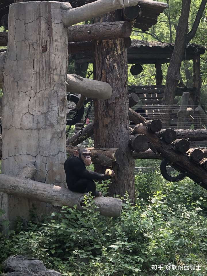 今年五月份去北京动物园,这只大猩猩一直叼着它的梨不吃,上上下下爬来