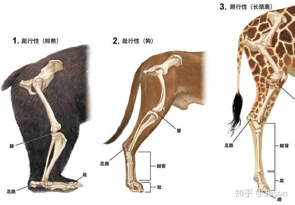 自然界动物四肢演化的背后故事文末有福利