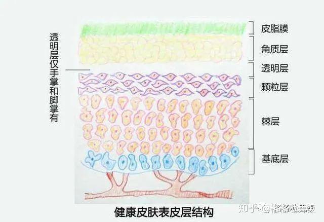 1,表皮 (1)皮肤的最外层是表皮,可以不断新生,表皮又分为五层:角质层