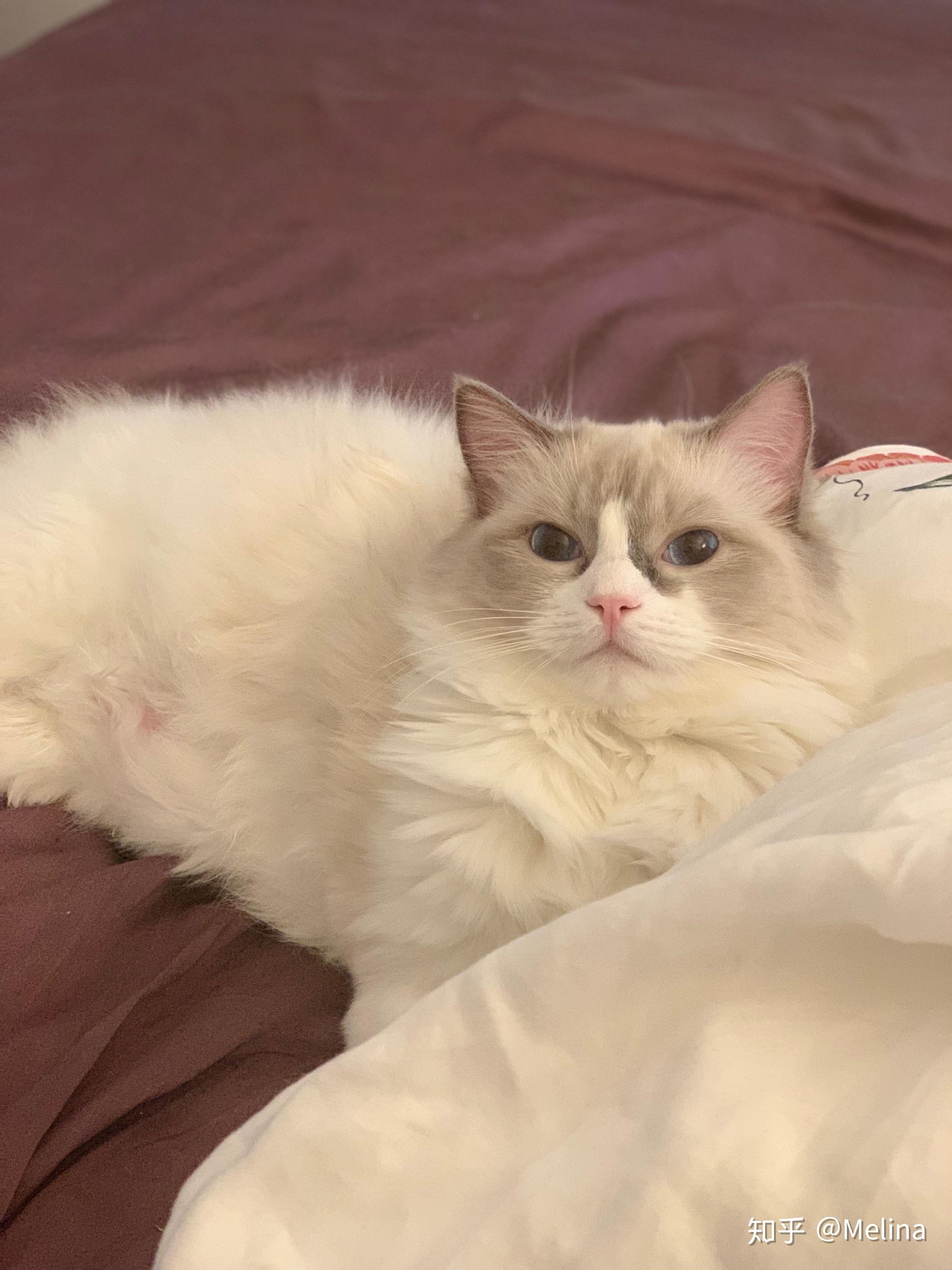 为什么我的布偶猫毛不长 知乎