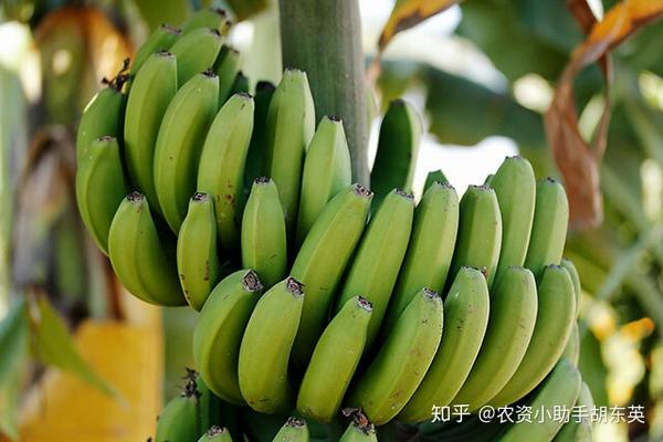 在香蕉种植过程中想让产量得到大量的提升,需正确追肥.