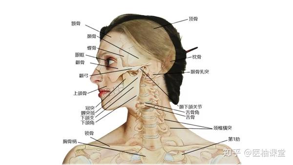 27张高清解剖图带你认识头,面,颈部骨骼及肌肉名称!