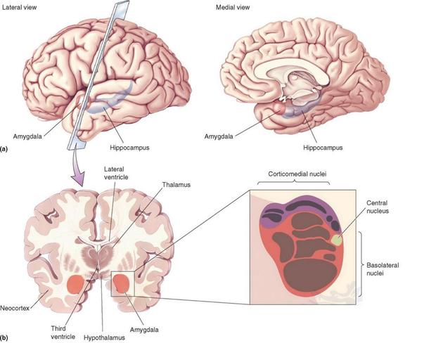 杏仁核在情绪处理过程中的功能