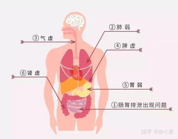 对于健康的人来说,肾和脾的力量是不相上下的,但是如果脾虚了呢?