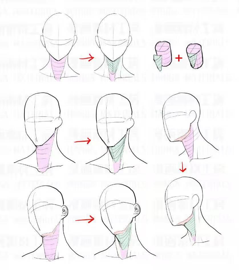 锁骨脖子肌肉怎么画