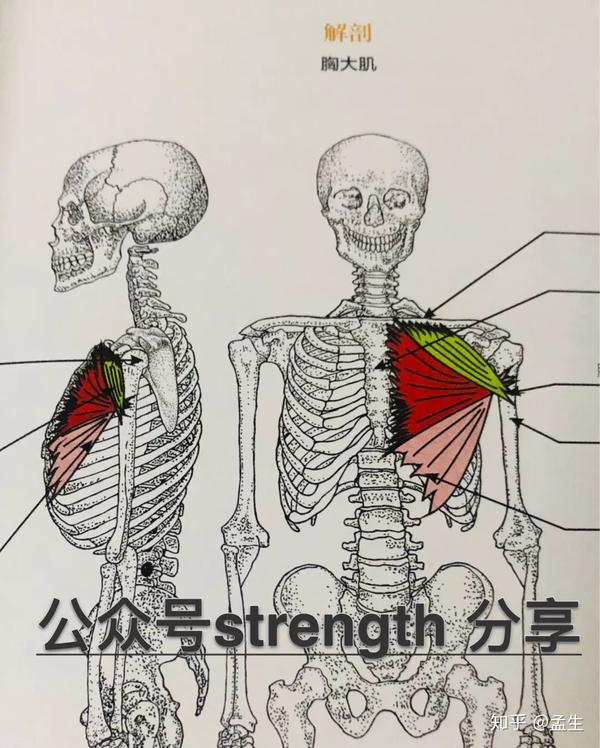 trapezius(tr)斜方肌