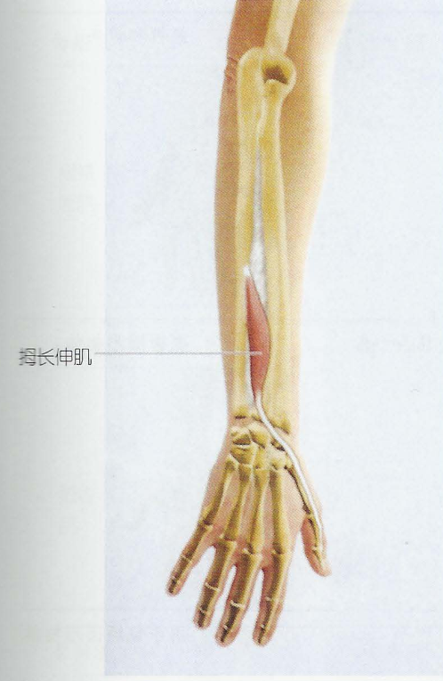 拇长伸肌 zhuanlan.zhihu.com