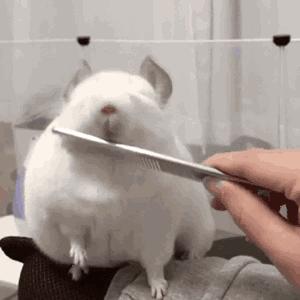 如果非要用动图来形容 那就似 龙猫被梳毛 唯有磕紧双眼 方可深刻体会