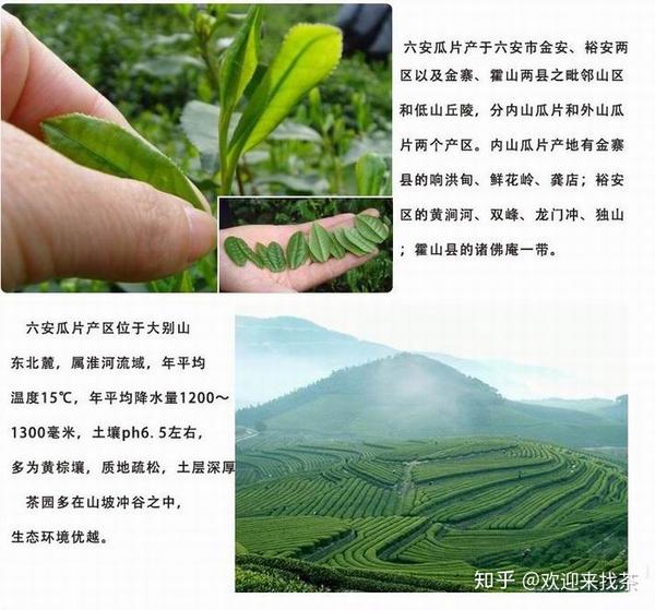 正宗蝙蝠洞六安瓜片茶叶