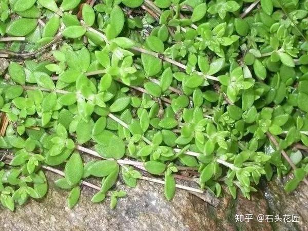 有2种植物,在农村的野地里非常常见,尤其是像垂盆草,在石缝里生长,很