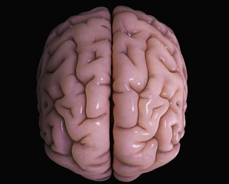 从进化视角看大脑皮层——新皮层和旧皮层