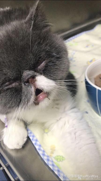 猫杯状病毒感染