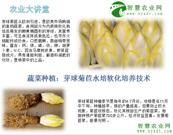 蔬菜种植芽球菊苣水培软化培养技术