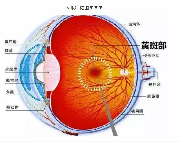 黄斑是负责中央视力的重要区域,位于视网膜的中心位置,它也是视神经
