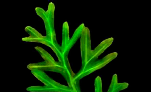 颜色分类:绿色  茎形分类:无茎 叶序分类:丛生  叶形分类:条形  光照