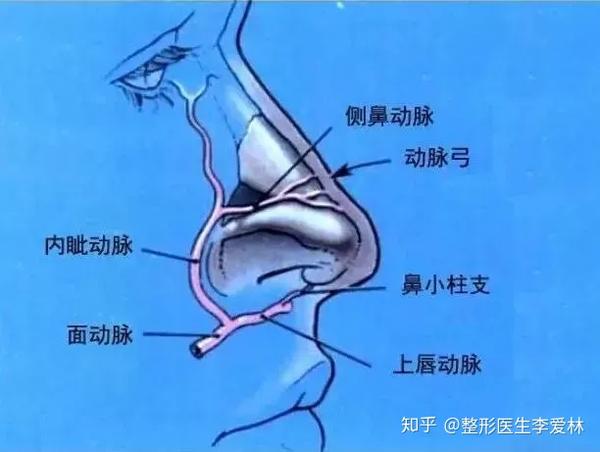 鼻整形专栏鼻部解剖结构