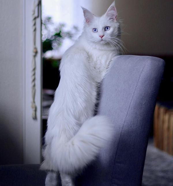今晚和我们一起的是好看的纯白缅因猫nala 赶紧看看大白猫多有趣吧!