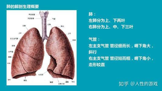 新冠病毒344:肺大叶,肺气肿,肺实变,叩诊,新冠肺炎病理解剖