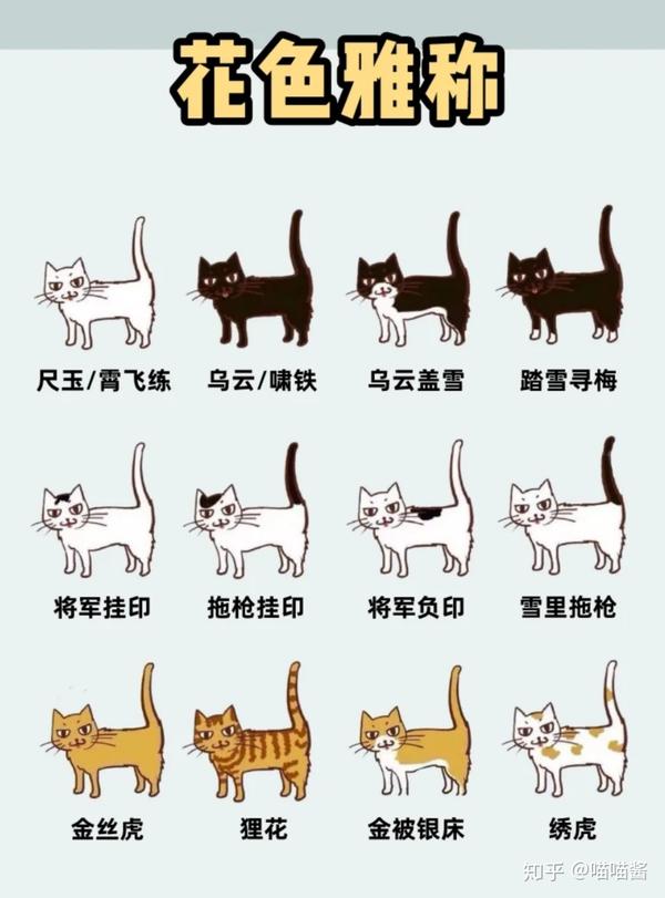 猫咪毛色美称