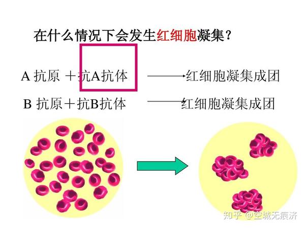ab型血的血清中含有抗a和抗b凝集素【错】   b.