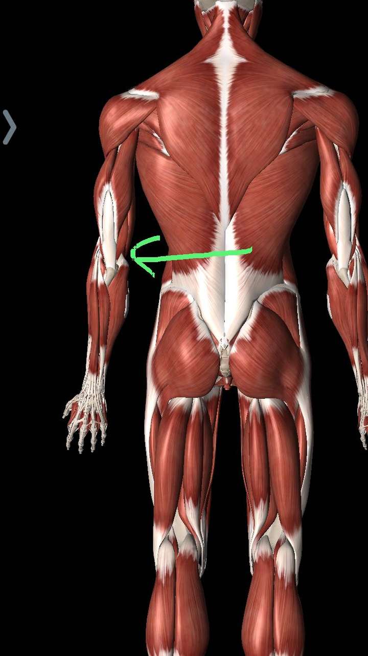 我的肘部在做俯卧撑时也有弹响问题,应该是由于尺侧腕屈肌的肌腱在