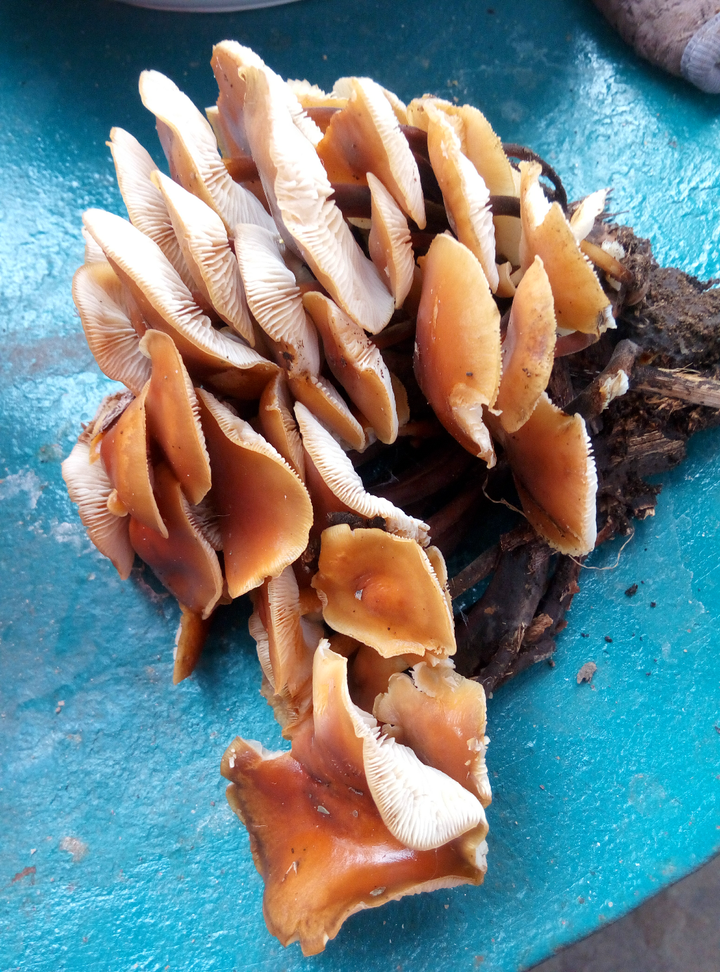 杨树下的蘑菇图片