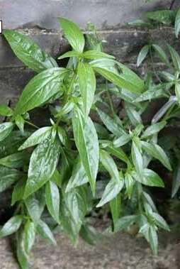 我妈说图片中的植物是苦叶,有清凉解毒,治疗咽喉炎,扁桃体发炎的功效?