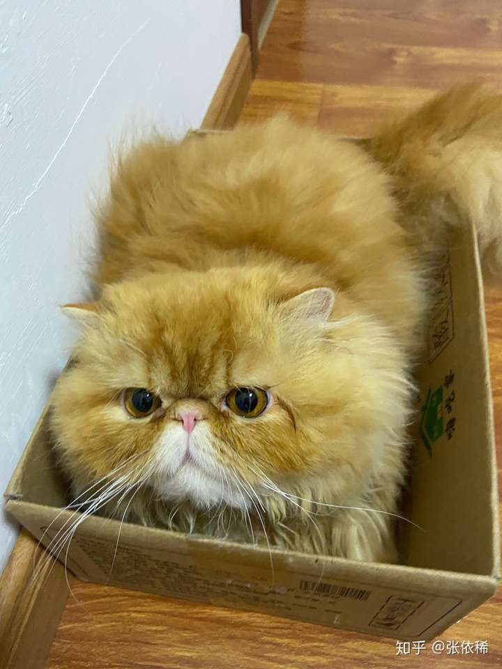 加菲猫真的很丑吗?