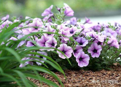 夏天适合网购什么花(夏季适合网购什么鲜花)