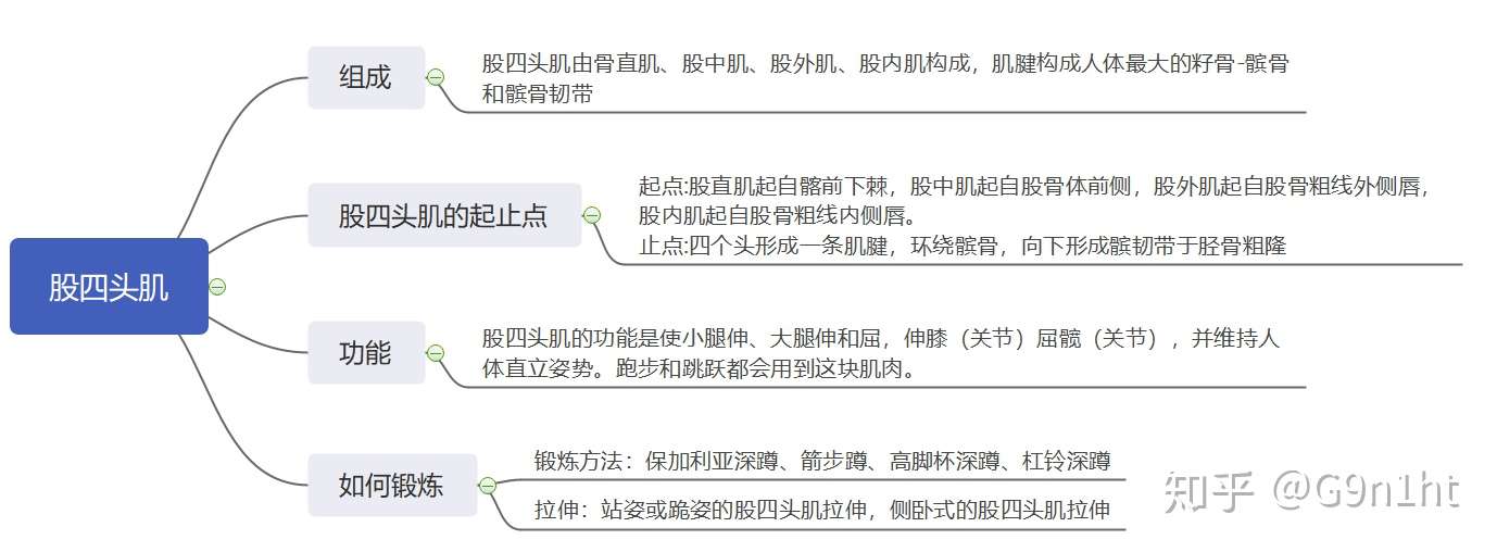 三步了解股四头肌 知乎