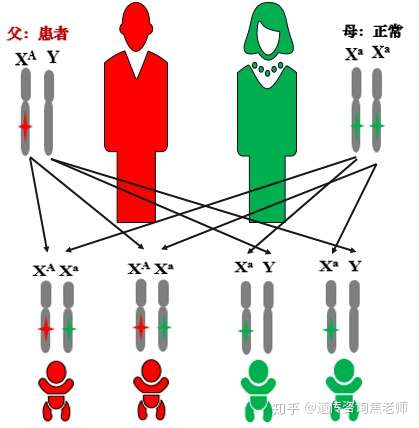 遺傳學博士 3人贊同了該文章 這是上篇的姊妹篇,上回書提到,有xr遺傳