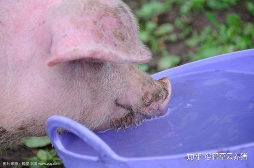 猪饮水的重要性原来这么大,这么多养殖户却忽略了!