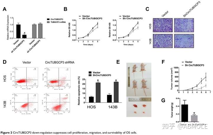 abmolecck8科研快报环状rnacirctubgcp3对骨肉瘤细胞的调节机制