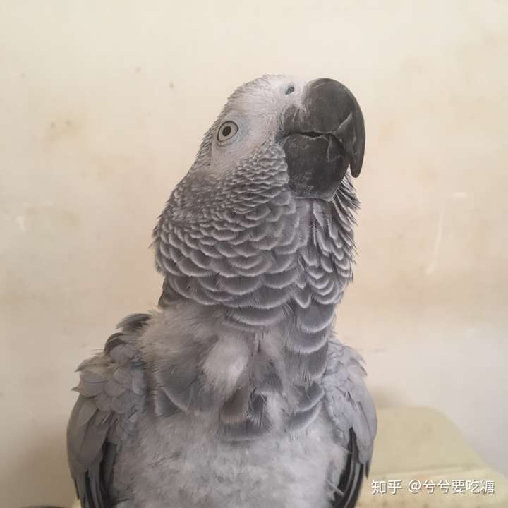 会说话的鹦鹉灰鹦鹉篇上