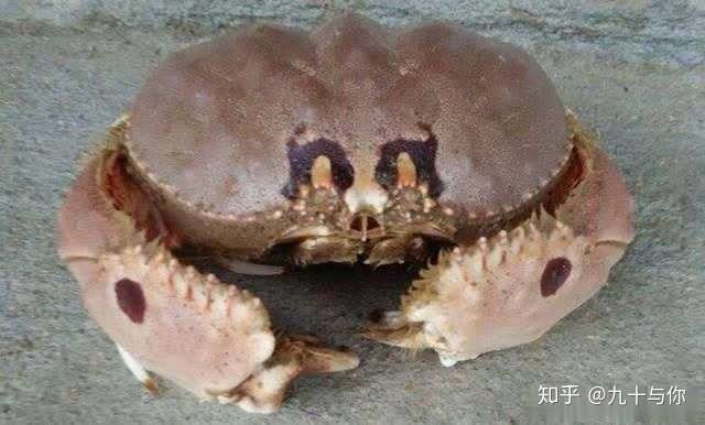 这个是馒头蟹吗?