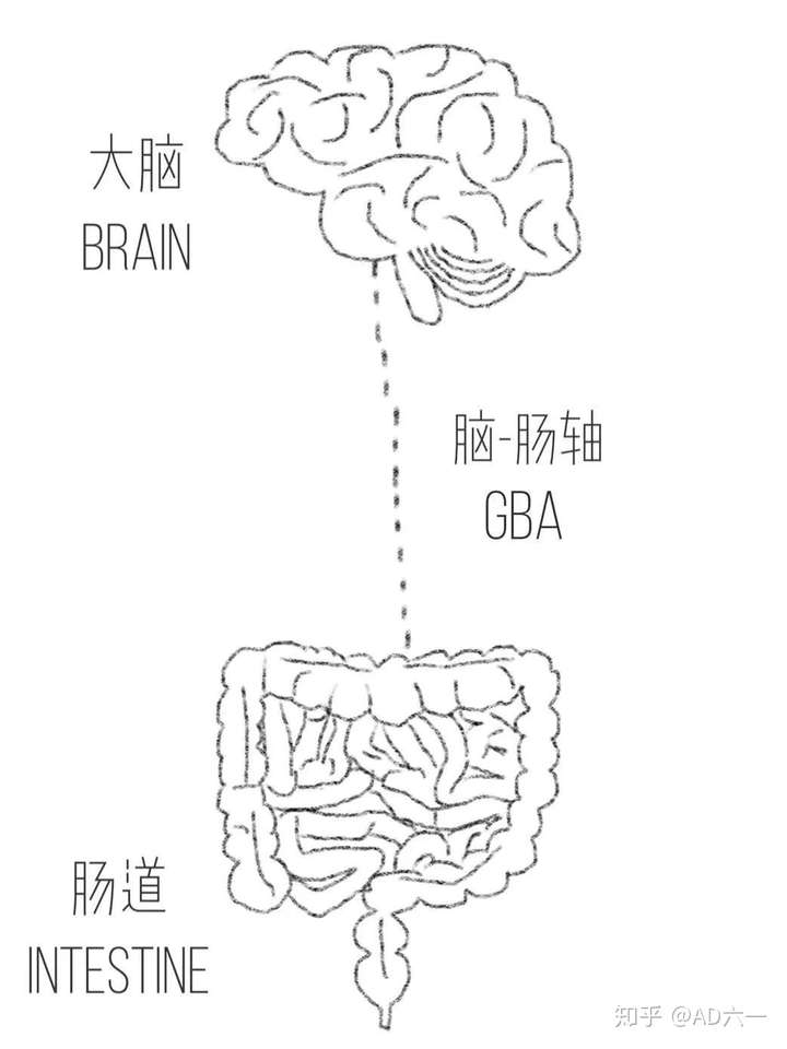 這個想法萌芽於生理課在講消化系統的時候老師說其實腸道與大腦的外觀