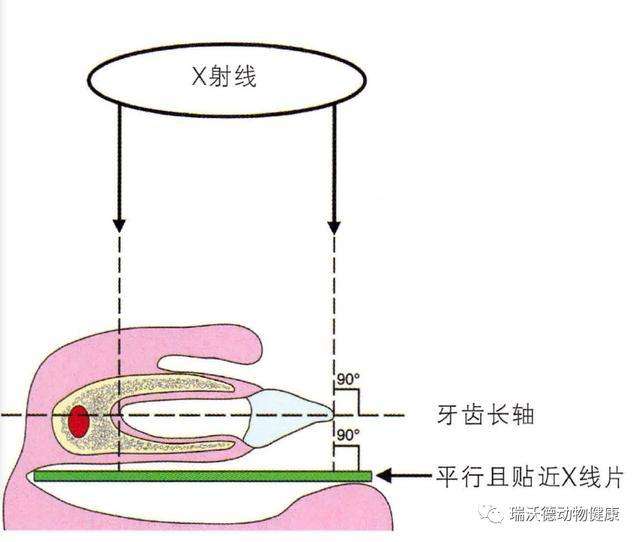 口腔线角和点角图片图片