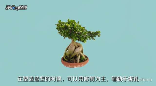 求助一下请问这棵人参榕怎样修剪呀