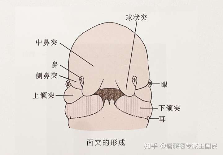 颌面部的胚胎发育之面部的发育